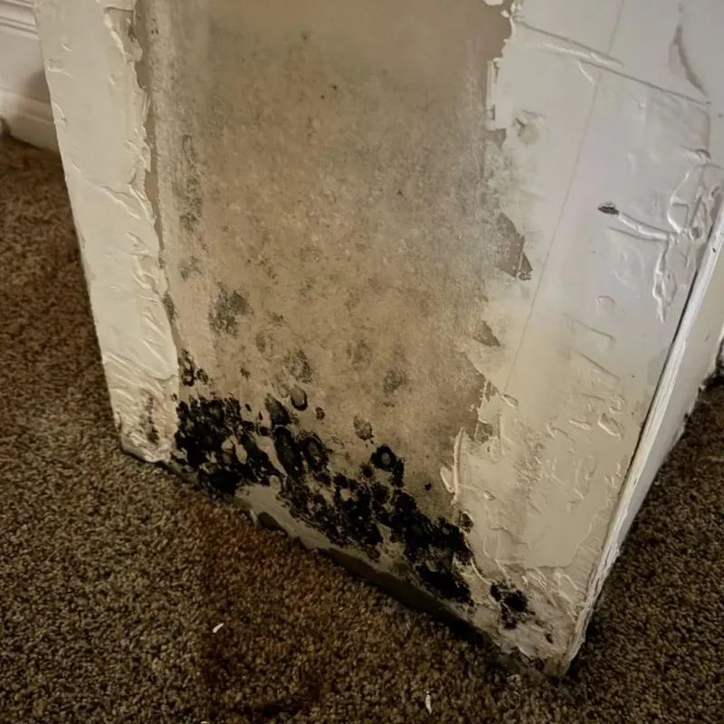 Professional Mold Removal in Comfort, TX